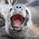 Antarctic leopard seals prey on penguins and fur seals, which feed on shrimp-like crustaceans called krill. Scientists monitor the seals as useful barometers of the health of the Antarctic ecosystem. Photo credit: NOAA Fisheries/Southwest Fisheries Science Center